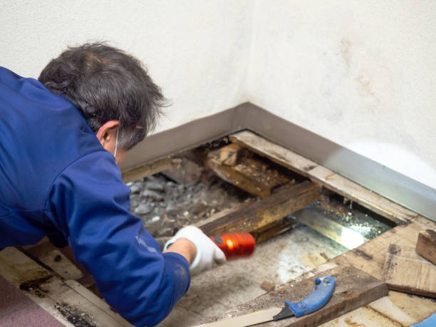 Best Black Mold Removal  in Lanster, CA