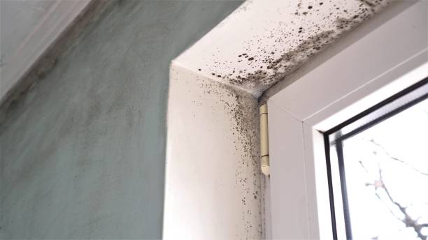 Best Office Mold Removal Services  in Lanster, CA