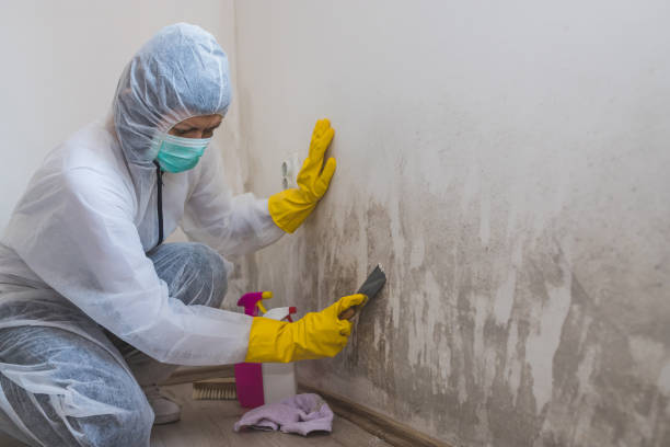 Mold Testing and Removal in Lancaster, CA