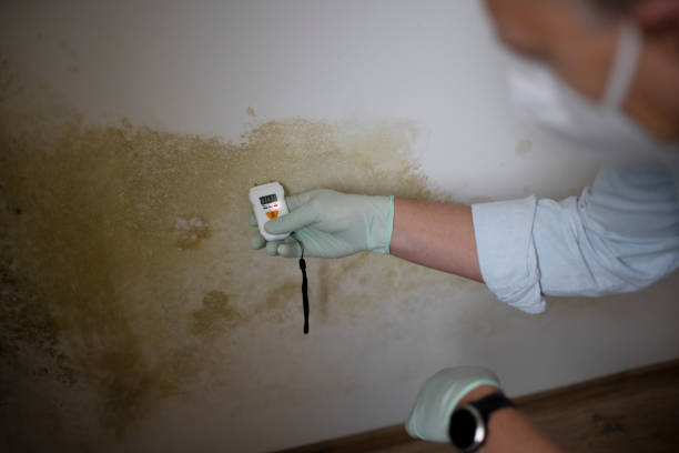 Office Mold Removal Services in Lancaster, CA