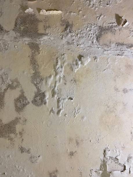 Best Mold Testing and Removal  in Lanster, CA