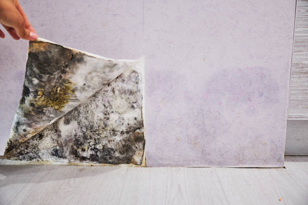 Best Professional Mold Removal  in Lanster, CA